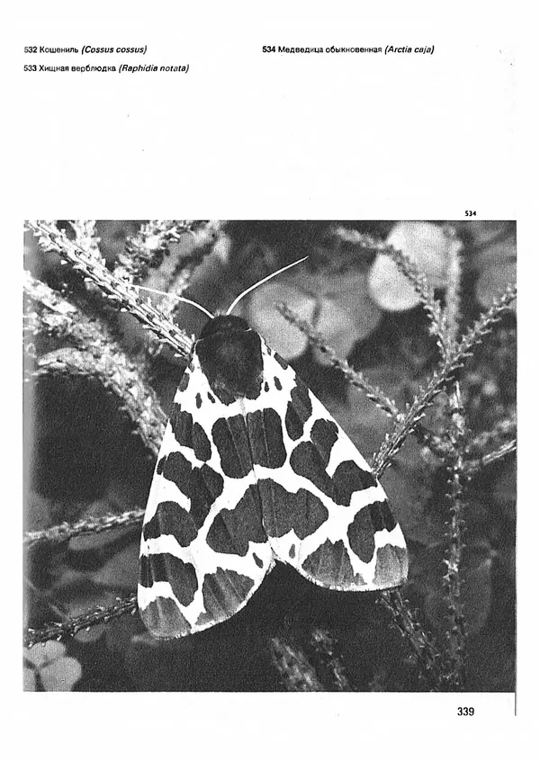 Ян Еник - Иллюстрированная энциклопедия лесов - Страница № 387