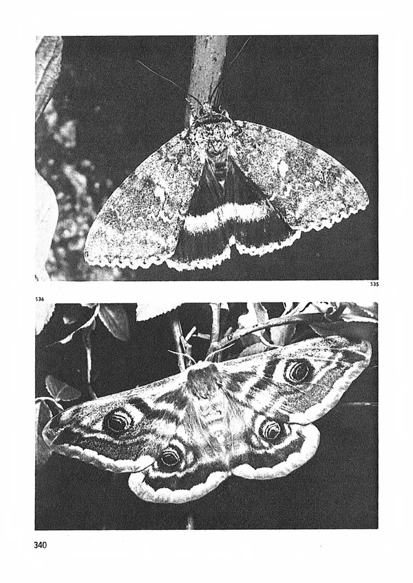 Ян Еник - Иллюстрированная энциклопедия лесов - Страница № 388