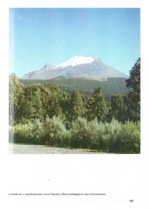 Ян Еник - Иллюстрированная энциклопедия лесов - Страница № 39