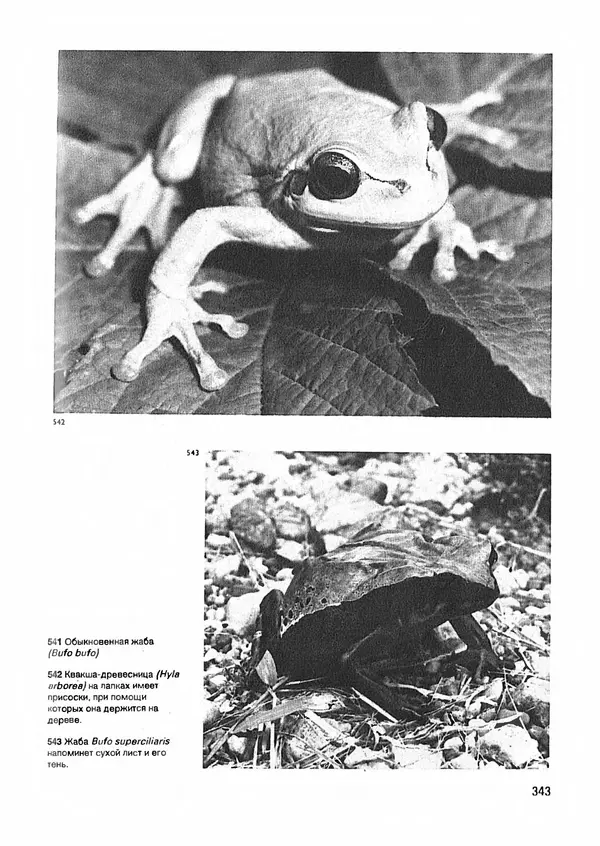 Ян Еник - Иллюстрированная энциклопедия лесов - Страница № 391