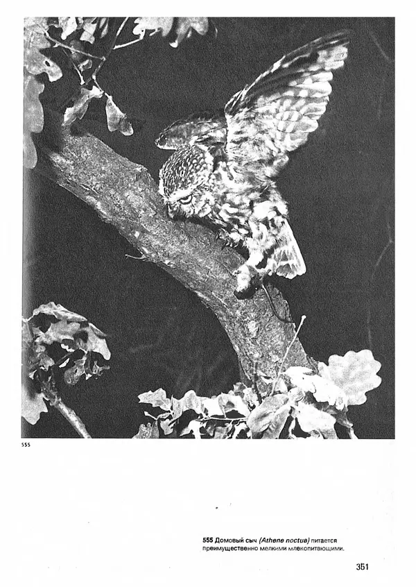 Ян Еник - Иллюстрированная энциклопедия лесов - Страница № 399