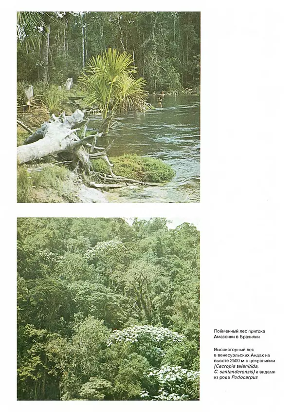 Ян Еник - Иллюстрированная энциклопедия лесов - Страница № 40