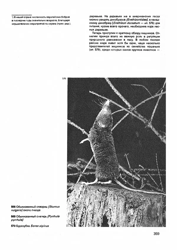 Ян Еник - Иллюстрированная энциклопедия лесов - Страница № 407