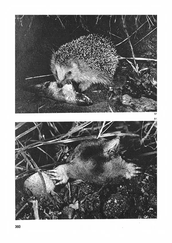 Ян Еник - Иллюстрированная энциклопедия лесов - Страница № 408