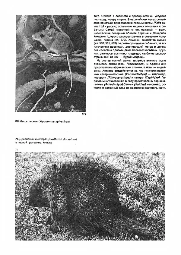 Ян Еник - Иллюстрированная энциклопедия лесов - Страница № 410