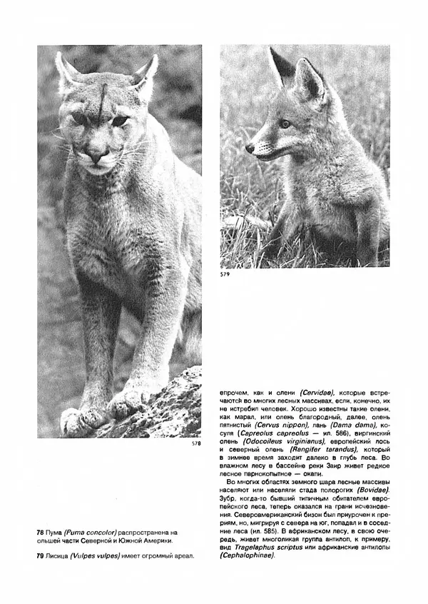 Ян Еник - Иллюстрированная энциклопедия лесов - Страница № 412