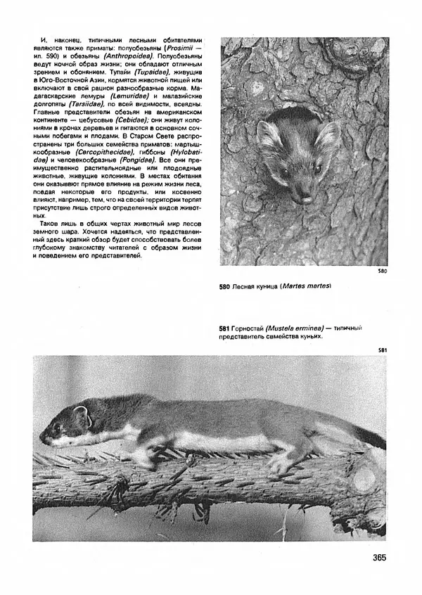 Ян Еник - Иллюстрированная энциклопедия лесов - Страница № 413