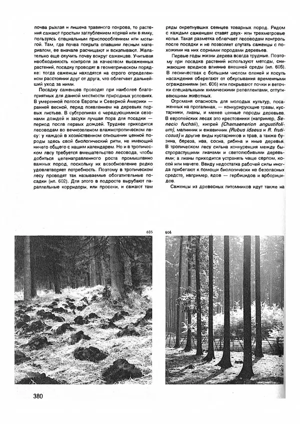 Ян Еник - Иллюстрированная энциклопедия лесов - Страница № 428