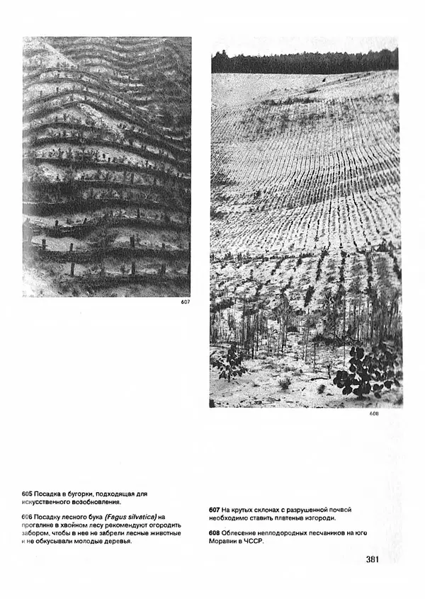 Ян Еник - Иллюстрированная энциклопедия лесов - Страница № 429