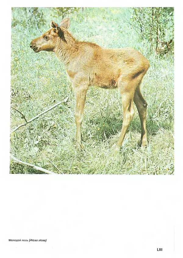 Ян Еник - Иллюстрированная энциклопедия лесов - Страница № 437