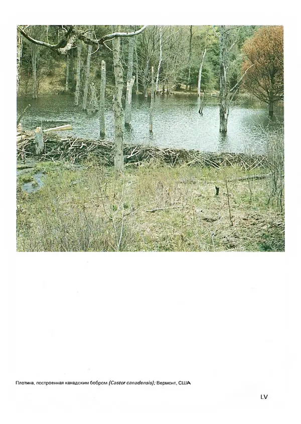 Ян Еник - Иллюстрированная энциклопедия лесов - Страница № 439