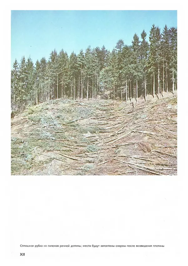 Ян Еник - Иллюстрированная энциклопедия лесов - Страница № 44