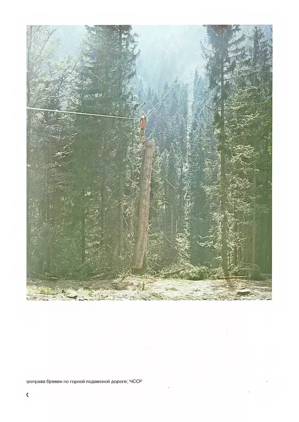 Ян Еник - Иллюстрированная энциклопедия лесов - Страница № 444