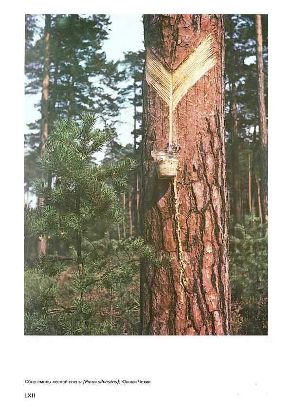 Ян Еник - Иллюстрированная энциклопедия лесов - Страница № 446