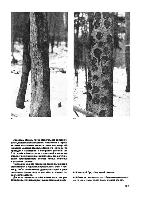 Ян Еник - Иллюстрированная энциклопедия лесов - Страница № 449