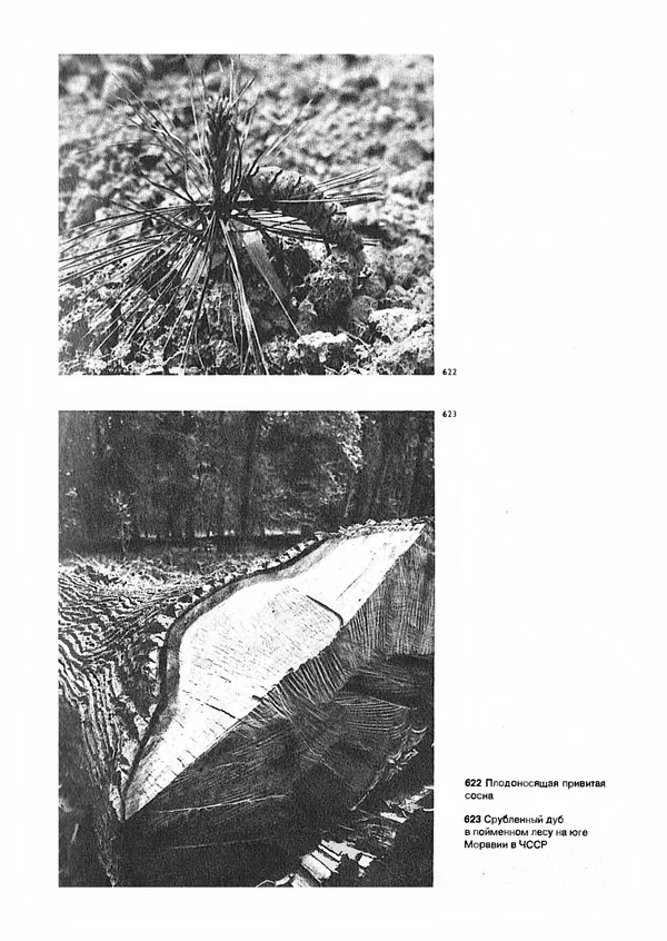 Ян Еник - Иллюстрированная энциклопедия лесов - Страница № 454