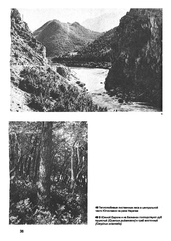 Ян Еник - Иллюстрированная энциклопедия лесов - Страница № 52