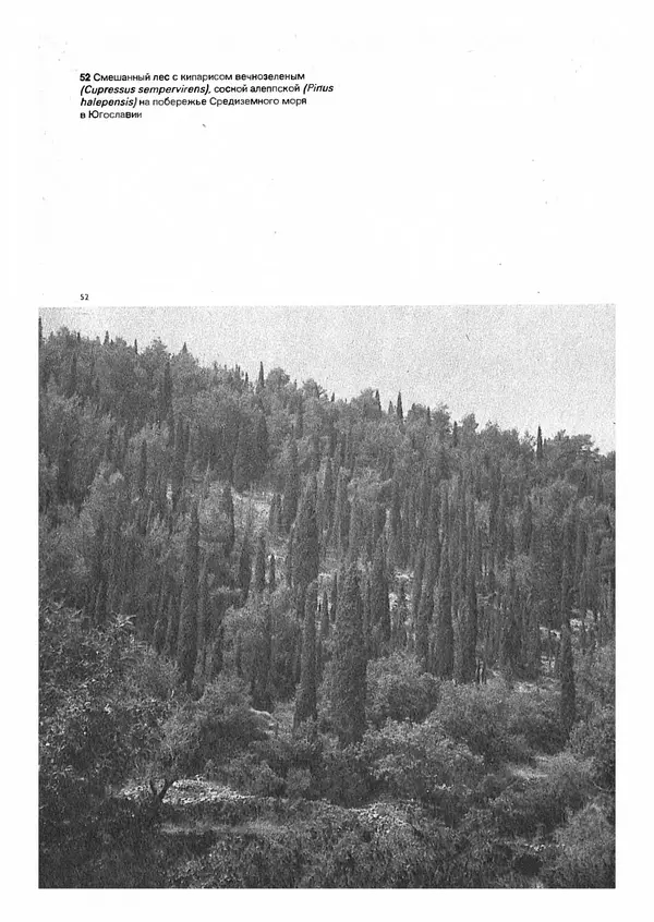 Ян Еник - Иллюстрированная энциклопедия лесов - Страница № 54