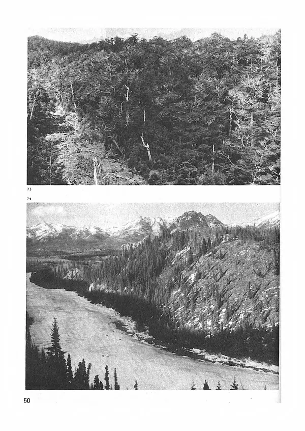 Ян Еник - Иллюстрированная энциклопедия лесов - Страница № 66