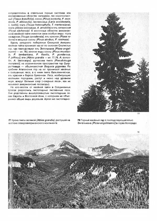 Ян Еник - Иллюстрированная энциклопедия лесов - Страница № 69