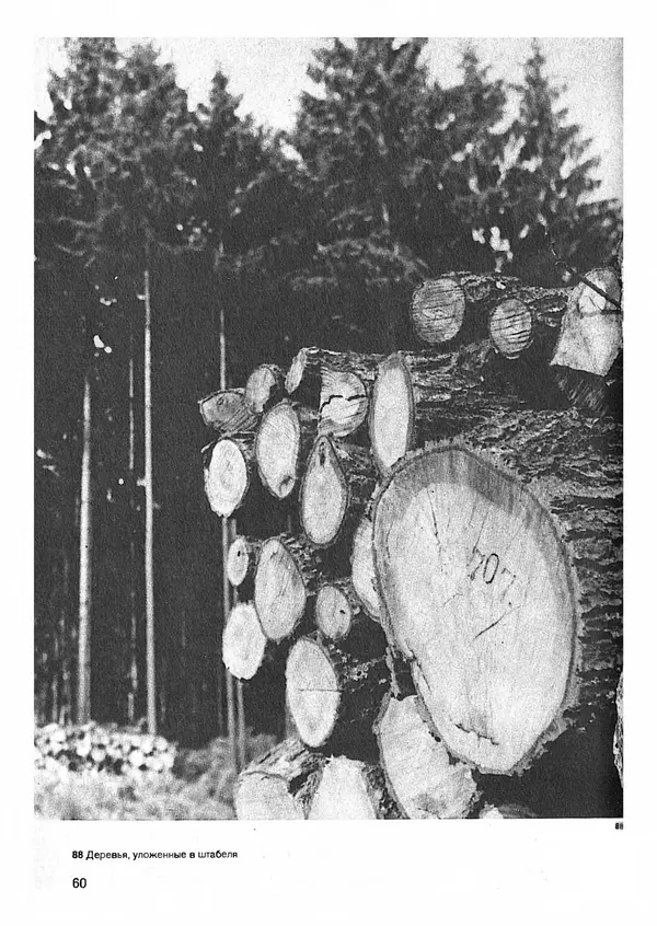 Ян Еник - Иллюстрированная энциклопедия лесов - Страница № 76