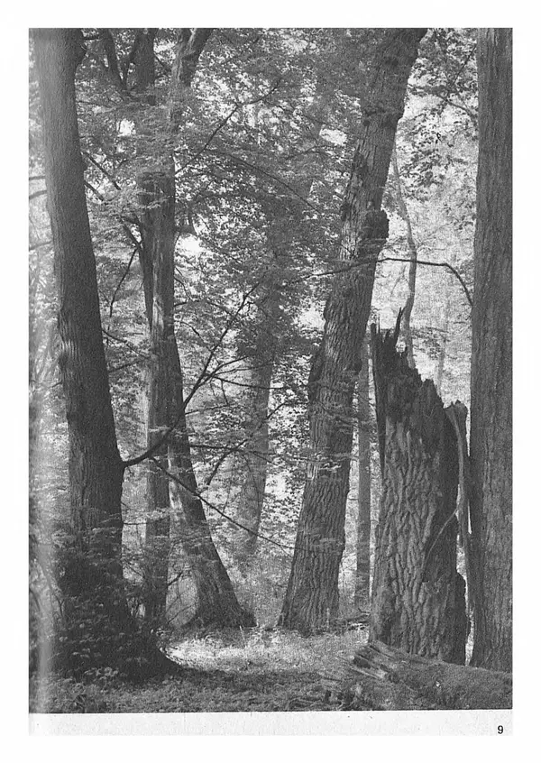 Ян Еник - Иллюстрированная энциклопедия лесов - Страница № 9