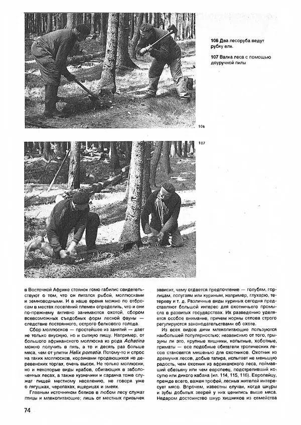Ян Еник - Иллюстрированная энциклопедия лесов - Страница № 90