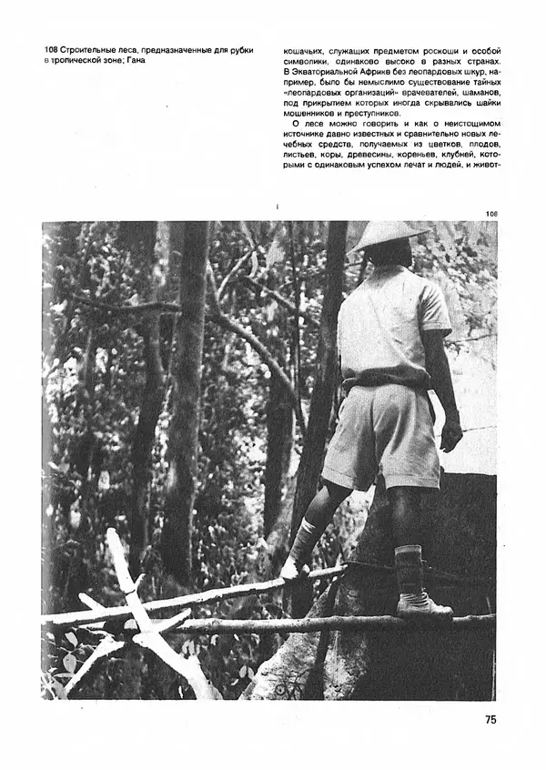 Ян Еник - Иллюстрированная энциклопедия лесов - Страница № 91