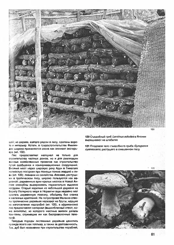 Ян Еник - Иллюстрированная энциклопедия лесов - Страница № 97