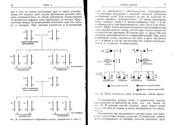 Виктор Маккьюсик - Генетика человека - Страница № 38