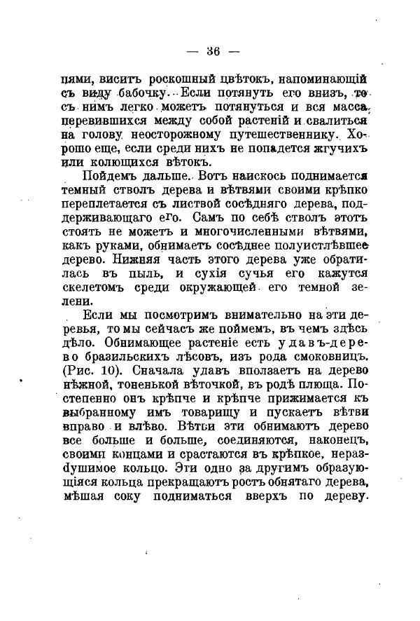 Германъ Вагнеръ - Разсказы о разныхъ замечательныхъ растенияхъ - Страница № 37