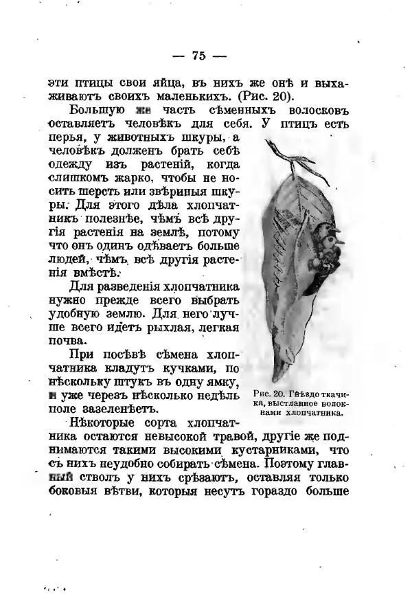 Германъ Вагнеръ - Разсказы о разныхъ замечательныхъ растенияхъ - Страница № 76