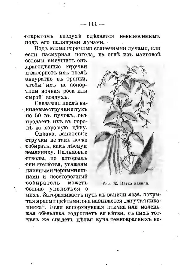 Германъ Вагнеръ - Разсказы о разныхъ замечательныхъ растенияхъ - Страница № 112