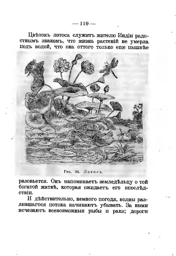 Германъ Вагнеръ - Разсказы о разныхъ замечательныхъ растенияхъ - Страница № 120