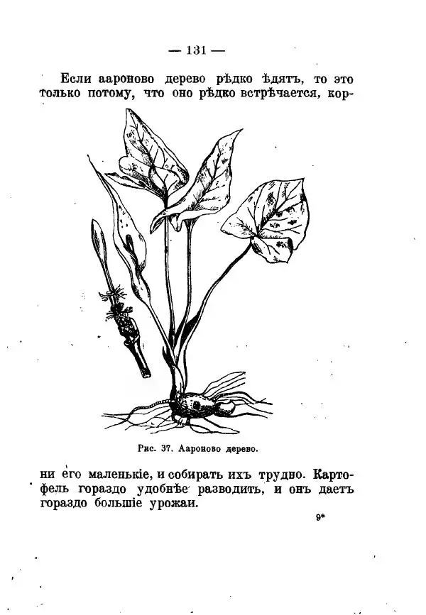 Германъ Вагнеръ - Разсказы о разныхъ замечательныхъ растенияхъ - Страница № 132