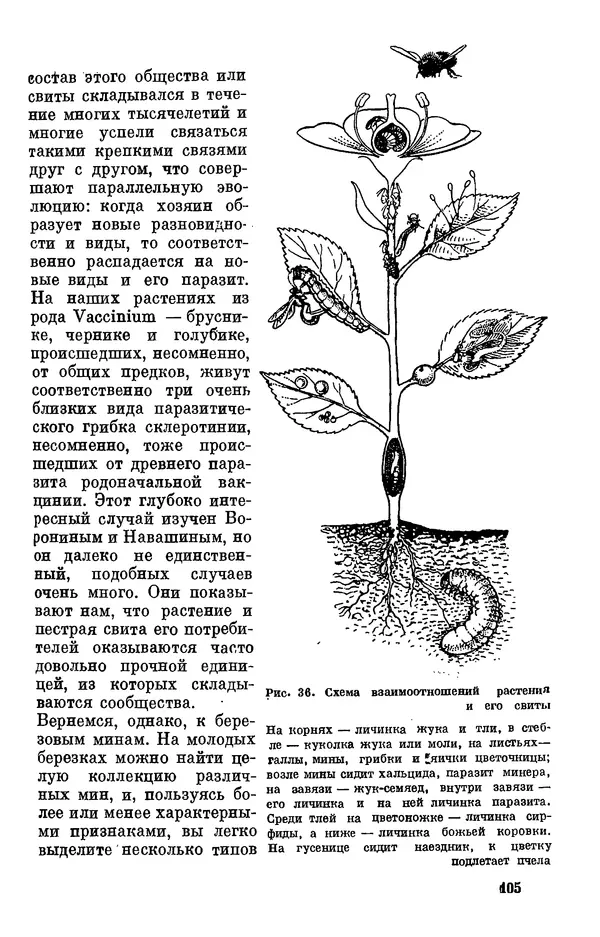 Александр Серебровский - Биологические прогулки  - Страница № 109