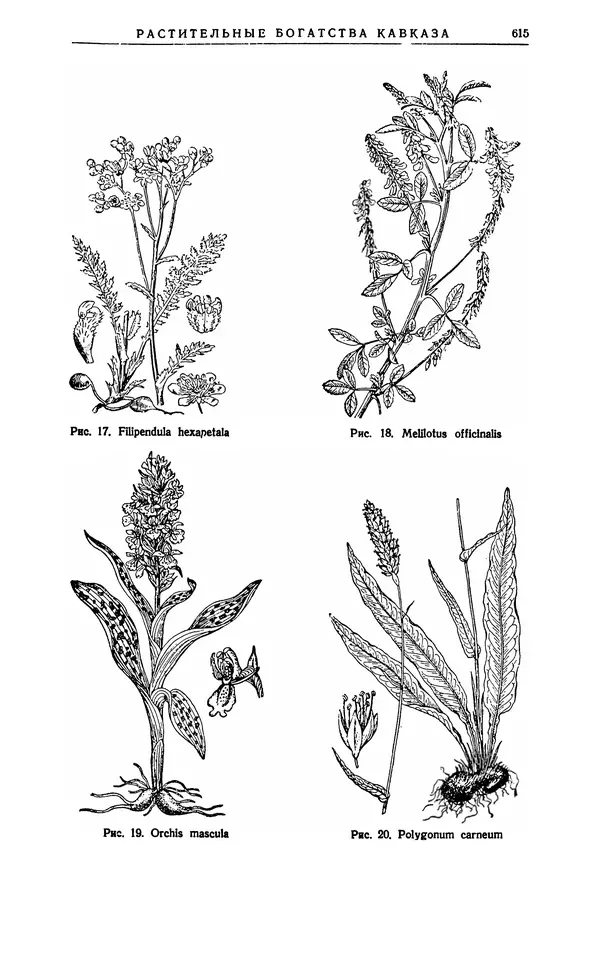 Александр Гроссгейм - Растительные богатства Кавказа - Страница № 617