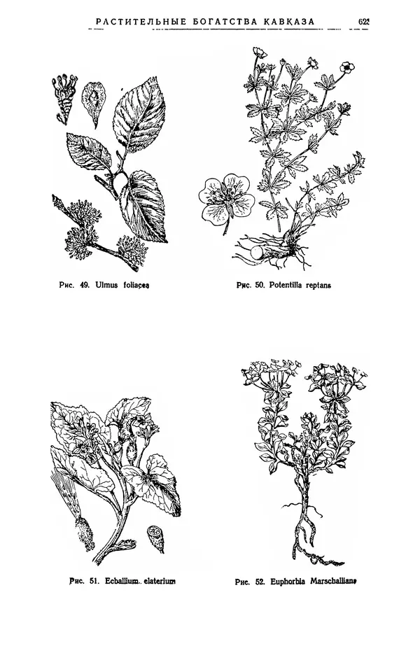 Александр Гроссгейм - Растительные богатства Кавказа - Страница № 625