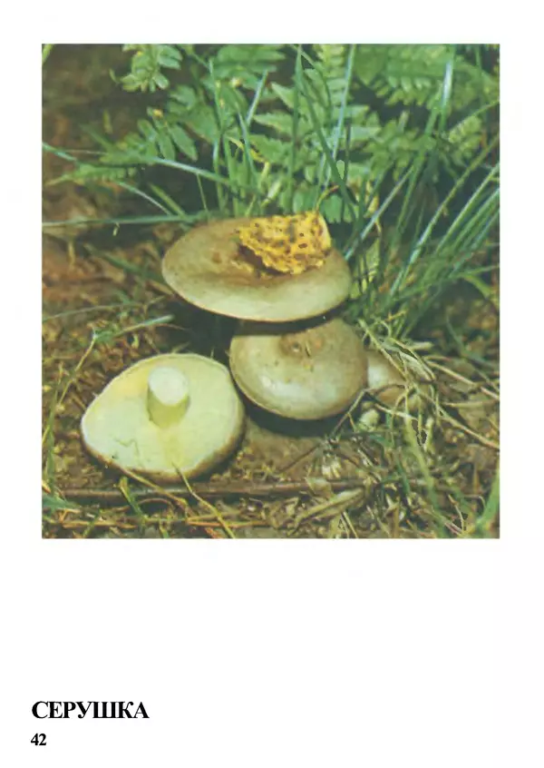 Б. Андрест - Грибы. Каталог - Страница № 43