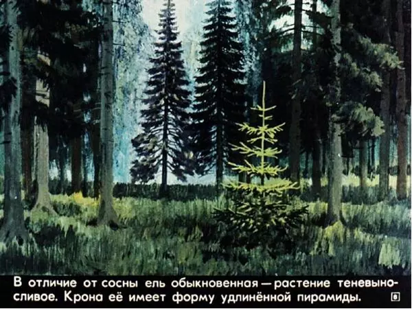 А. Розенштейн - Живут такие растения (голосеменные) - Страница № 6 А. Розенштейн - Живут такие растения (голосеменные) - Страница № 6