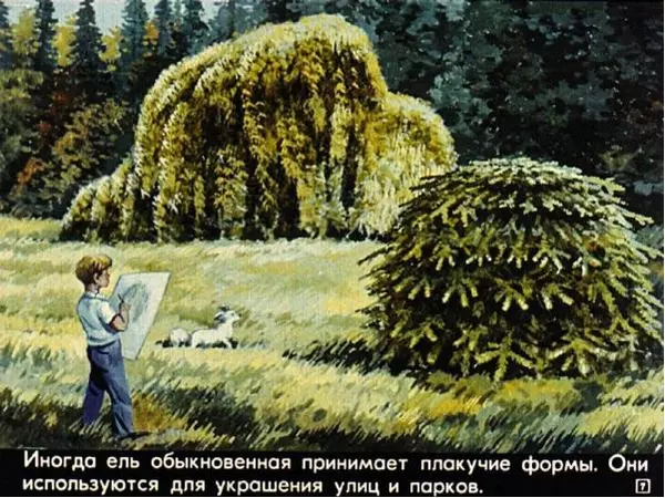 А. Розенштейн - Живут такие растения (голосеменные) - Страница № 7 А. Розенштейн - Живут такие растения (голосеменные) - Страница № 7