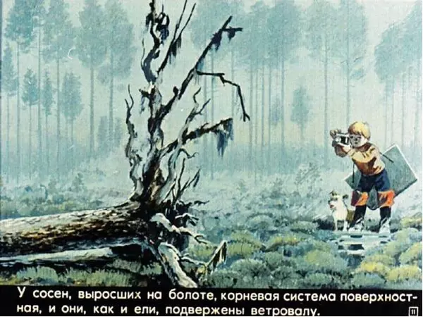 А. Розенштейн - Живут такие растения (голосеменные) - Страница № 11 А. Розенштейн - Живут такие растения (голосеменные) - Страница № 11