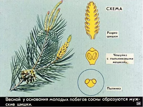 А. Розенштейн - Живут такие растения (голосеменные) - Страница № 29 А. Розенштейн - Живут такие растения (голосеменные) - Страница № 29