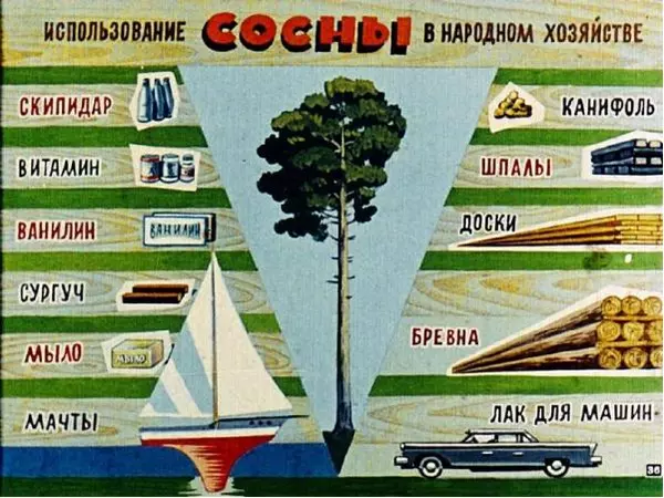 А. Розенштейн - Живут такие растения (голосеменные) - Страница № 36 А. Розенштейн - Живут такие растения (голосеменные) - Страница № 36