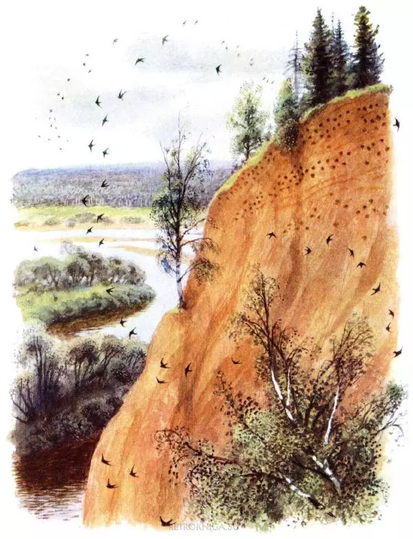 Виктор Астафьев - Где лето с зимою встречаются. Рассказы о природе - Страница № 32