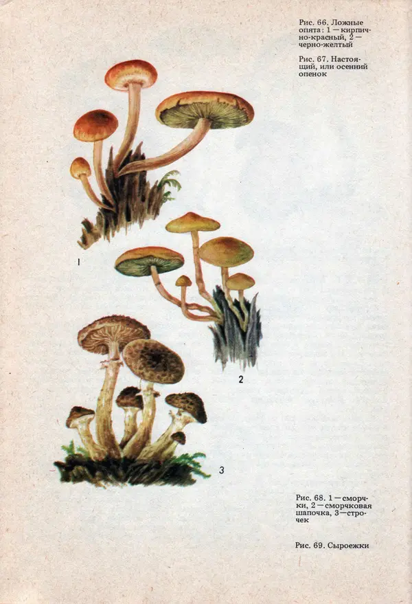 Виталий Волович - Человек в экстремальных условиях природной среды - Страница № 85