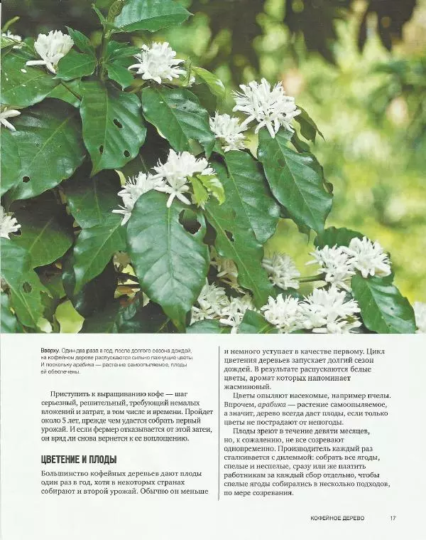  - Всемирный атлас кофе - Страница № 17
