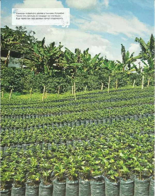  - Всемирный атлас кофе - Страница № 18