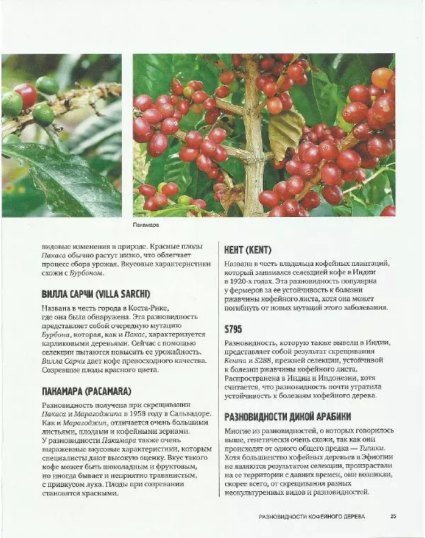  - Всемирный атлас кофе - Страница № 25