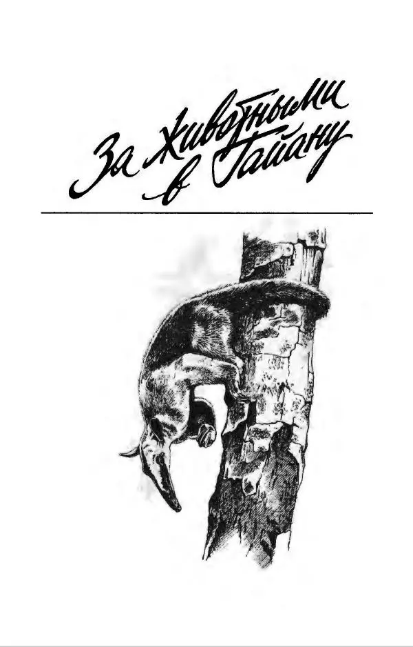 Дэвид Эттенборо - В поисках дракона - Страница № 12